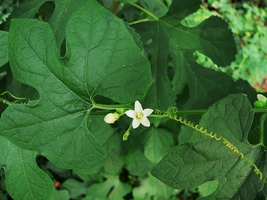 {Cayaponia quinqueloba}
